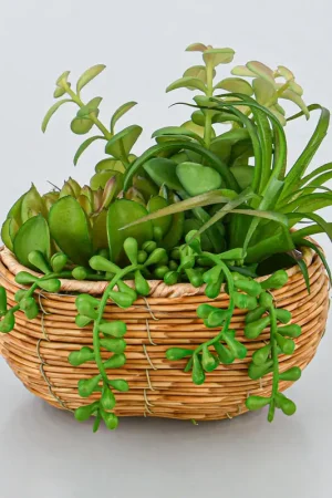 Composition de succulentes en pot Soldes